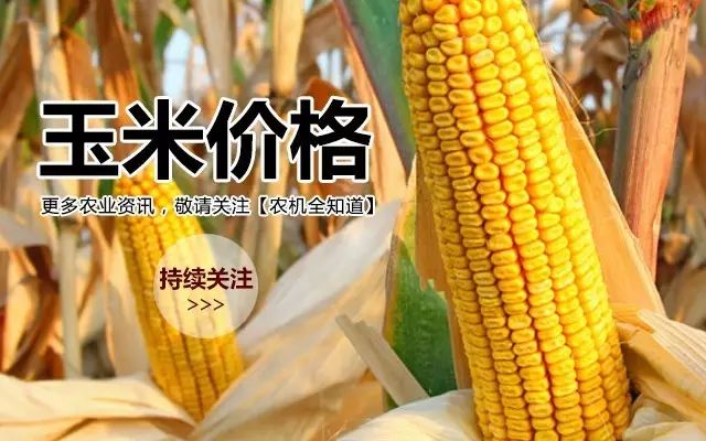 寿阳今日玉米价格走势分析